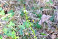 Agrimonia eupatoria