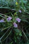 Scutellaria minor