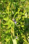 Scutellaria galericulata