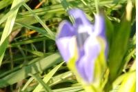Gentiana pneumonanthe