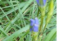 Gentiana pneumonanthe