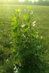 Populus nigra