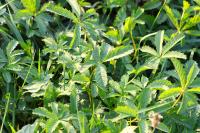 Potentilla reptans