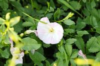 Convolvulus arvensis