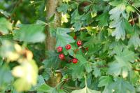 Crataegus monogyna
