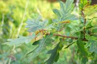 Quercus robur