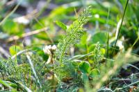 Achillea millefolium