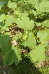 Xanthium orientale