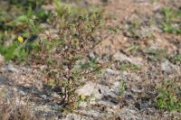 Pulicaria vulgaris