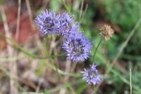 Jasione montana