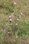 Malva moschata