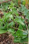 Stachys arvensis