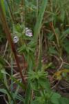 Stachys arvensis