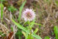 Dipsacus fullonum