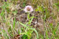 Dipsacus fullonum
