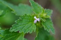 Lamium hybridum