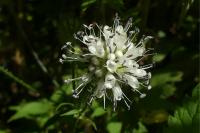 Dipsacus pilosus