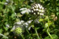 Dipsacus pilosus
