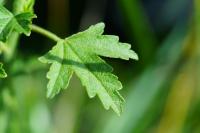 Malva alcea