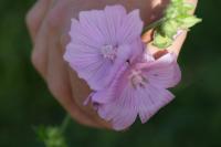 Malva alcea