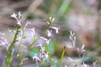 Lobelia urens
