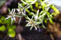 Gnaphalium uliginosum