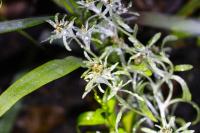 Gnaphalium uliginosum
