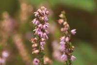 Calluna vulgaris