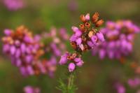Erica cinerea