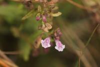 Scutellaria minor