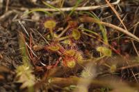 Drosera rotundifolia