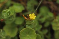 Hypericum elodes
