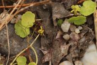 Hydrocotyle vulgaris