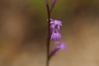 Lobelia urens