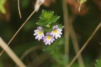Euphrasia stricta