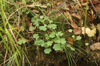 Oxalis acetosella