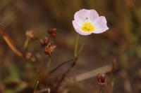 Baldellia repens subsp. cavanillesii