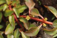 Ludwigia palustris