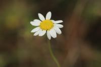 Chamaemelum nobile