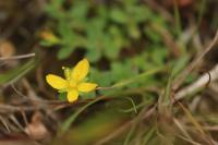 Hypericum humifusum