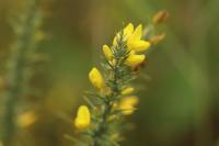 Ulex minor