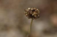 Laphangium luteoalbum