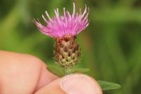 Centaurea decipiens