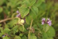 Mentha arvensis