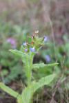 Lycopsis arvensis