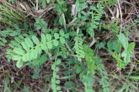 Onobrychis viciifolia