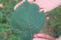 Ulmus laevis