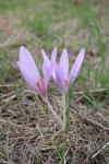 Colchicum autumnale