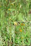Bidens radiata