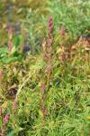 Oxybasis rubra
